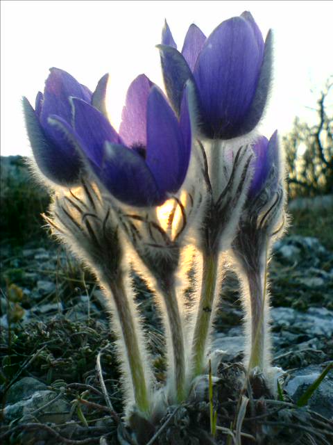 DSC00466 For a Glance