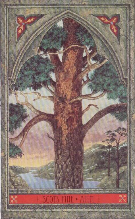 Akme Vyaz – Fruits and Results