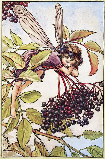 elderberry